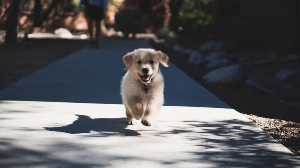 Precision Dog Training Academy Kansas City