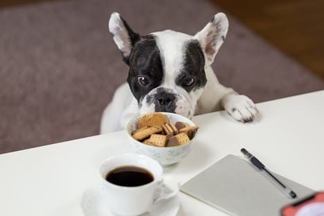 Black and White English bulldog Standing In front Of Crackers on Bowl