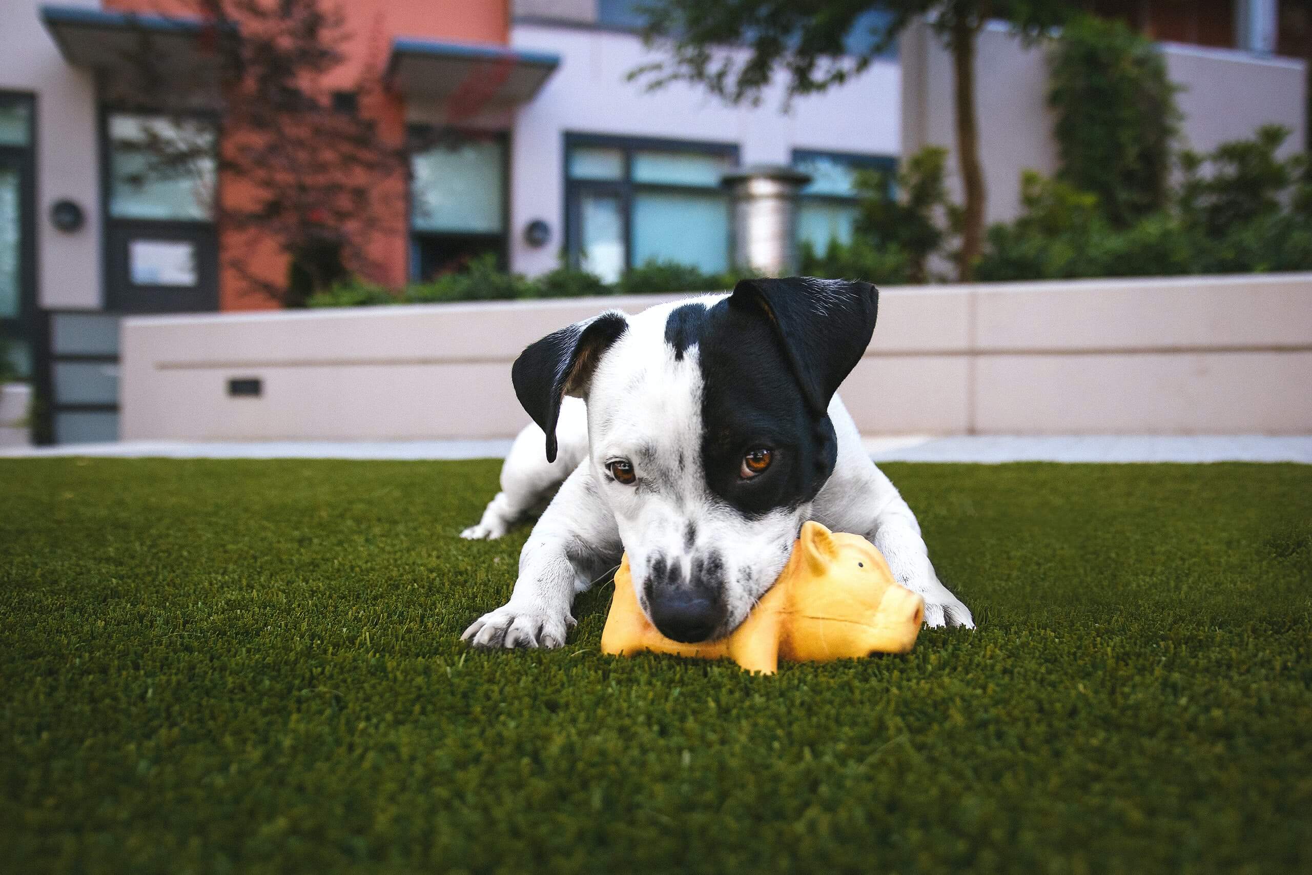 Akc puppy store training near me