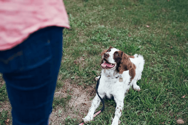 Best Dog Trainers in Kansas City