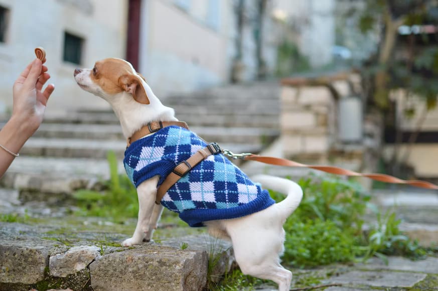 Title: Dog Treats Recommended by Best Dog Trainers in Kansas City