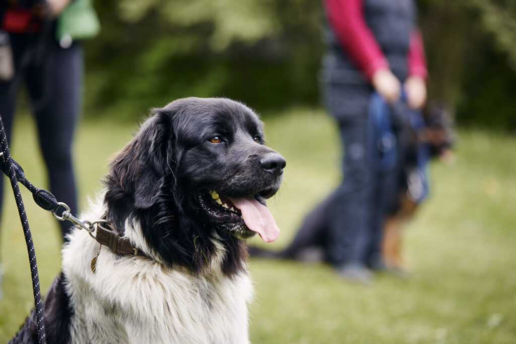 Czech mountain dog sitting during training. Pet owner learning obedience in meadow.