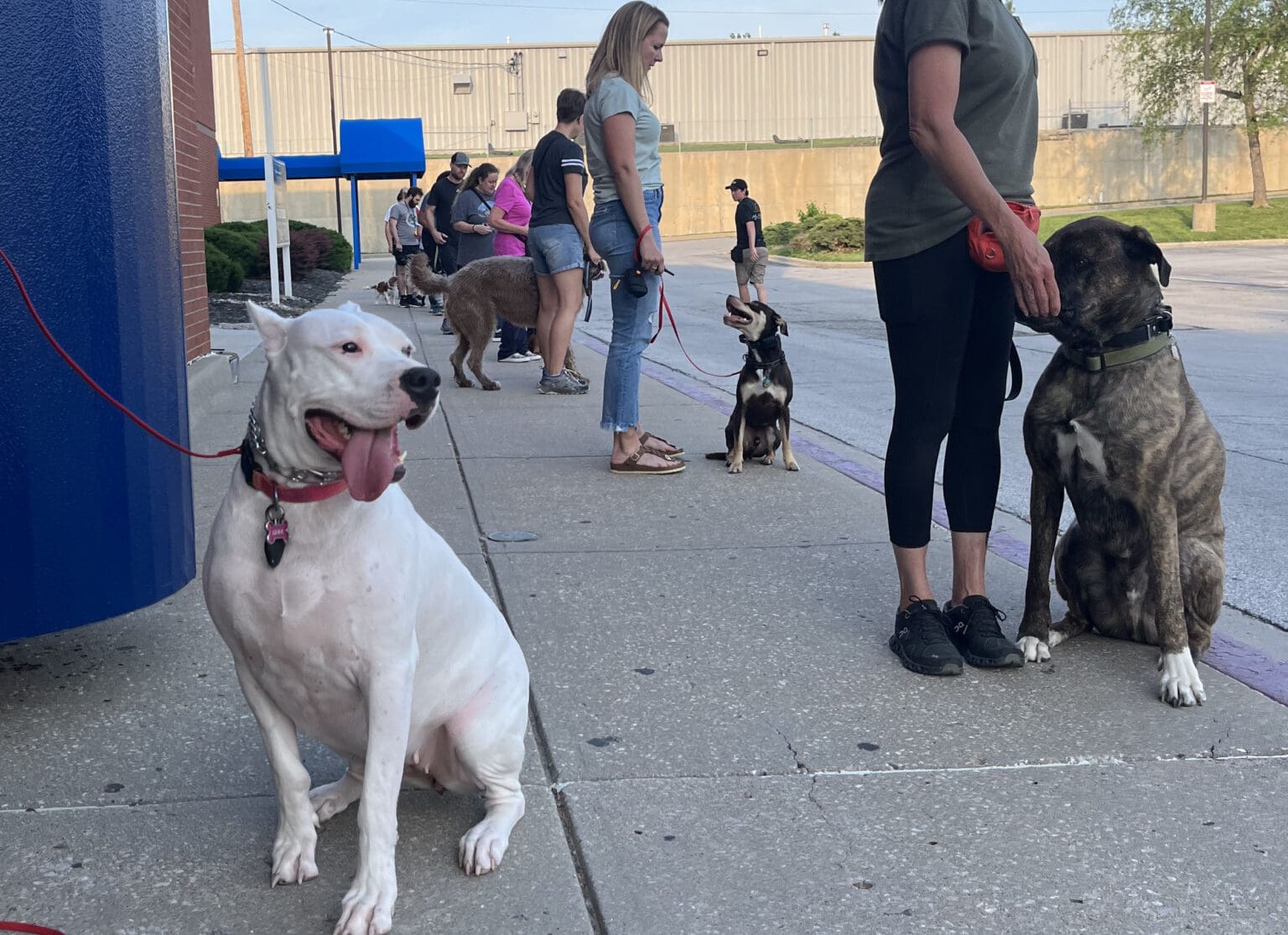 Certified Dog Behaviorist in Kansas City Transform Your Dog's Behavior