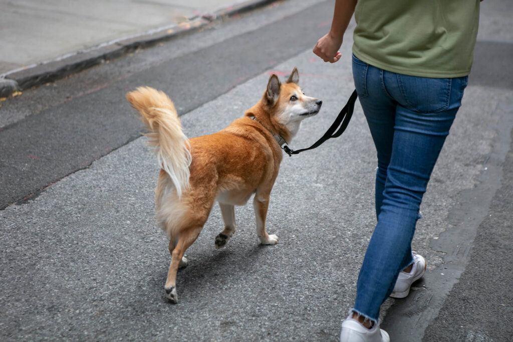 Dog on a walk with owner
