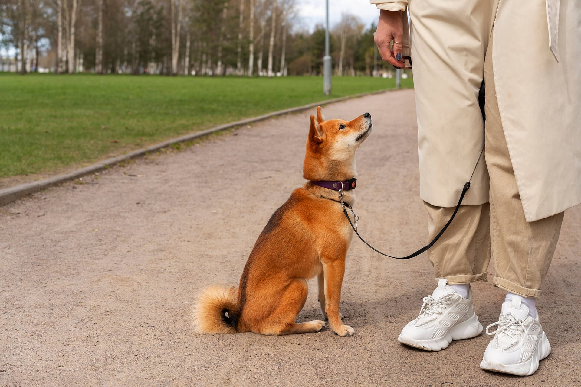 Precision Dog Training