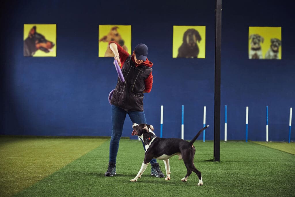 Dog Training in Kansas City