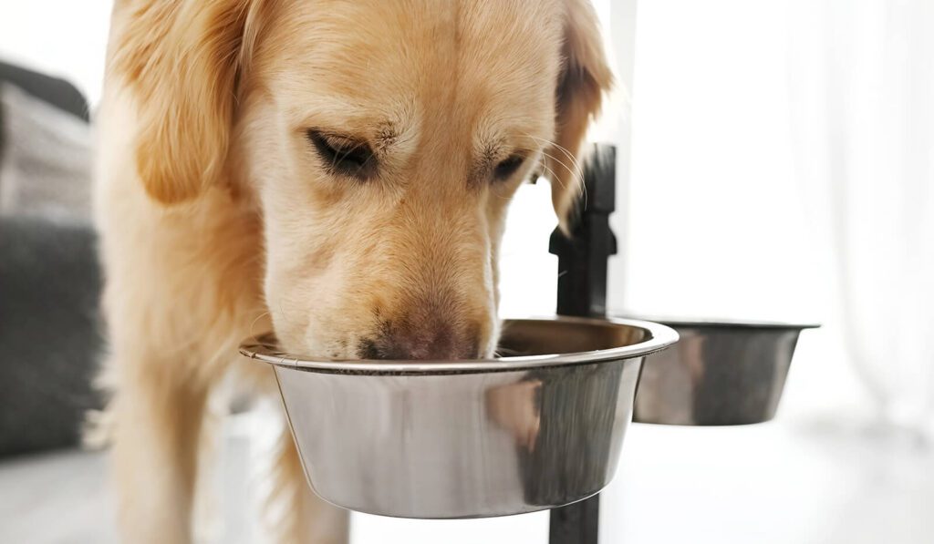 golden-retriever-dog-eating-special-food