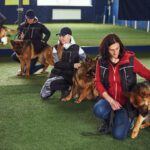 Understanding Balanced Dog Training: Benefits and Techniques