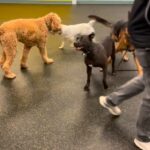 The Importance of Early Socialization for Puppies