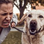 Why Your Dog Ignores You at the Park