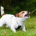 The Power of Thresholds: Why Timing and Space Matter in Dog Training