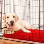 Benefits of Crate Training for Dogs | Precision Dog Training