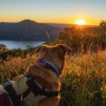 Summer Hiking with Your Dog: Essential Training and Safety Tips for the Trails