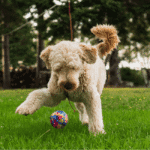 Beat the Summer Boredom: Fun Outdoor Training Games to Keep Your Dog Engaged