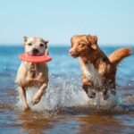 Summer Swimming with Your Dog: Essential Training and Safety Tips for the Water