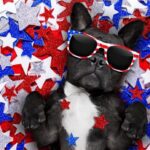 Helping Your Dog Stay Calm During Fireworks Season