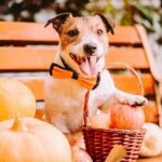 Holiday Manners and Dog Training for a Calm and Happy Season