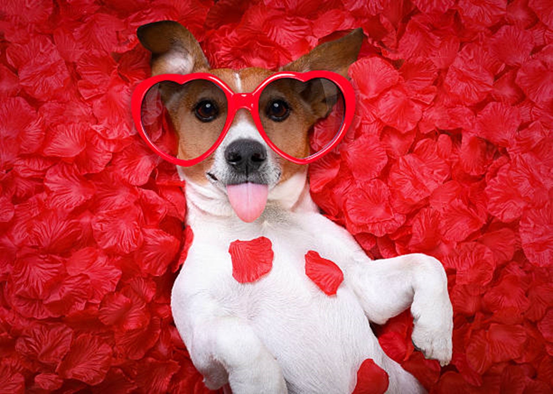 Dogs In February February Dog Training Tips | Precision Dog Training Academy in Kansas City